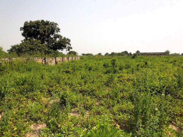 Empty land for sale at Tujereng Estate